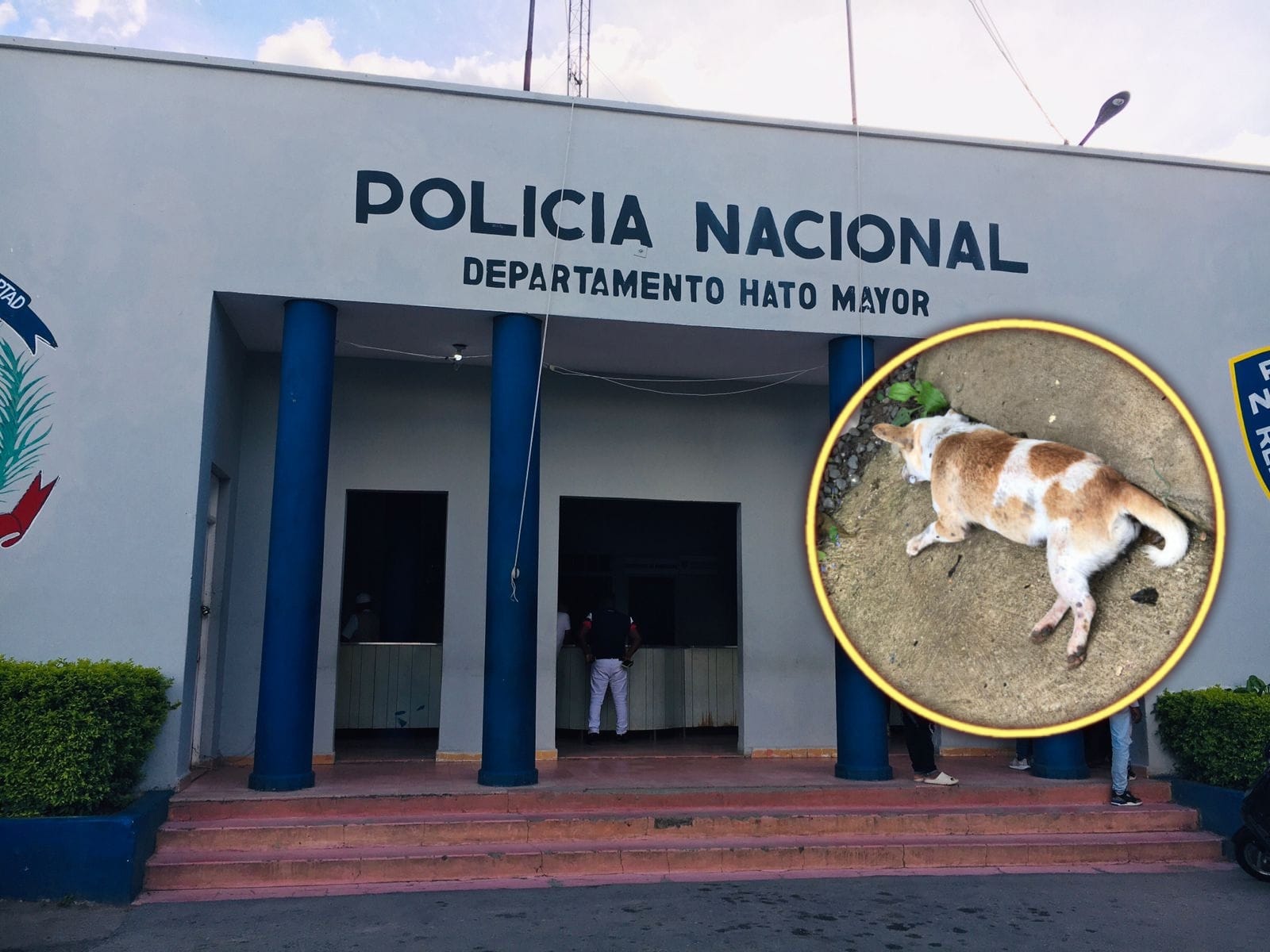 Desaprensivos envenenan masiva cantidad perros en Los Polanco de Hato Mayor; habitantes temen esto desate una ola de robos